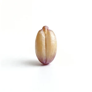 SodaFit Grape Seed