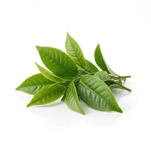 SodaFit Green Tea